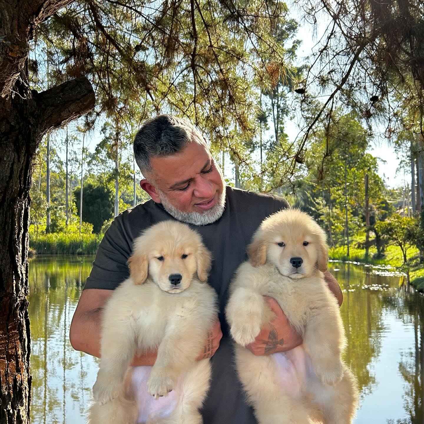 Criador Golden Believe com dois filhotes