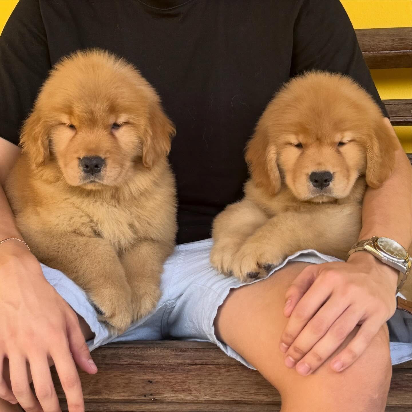 Filhotes Golden