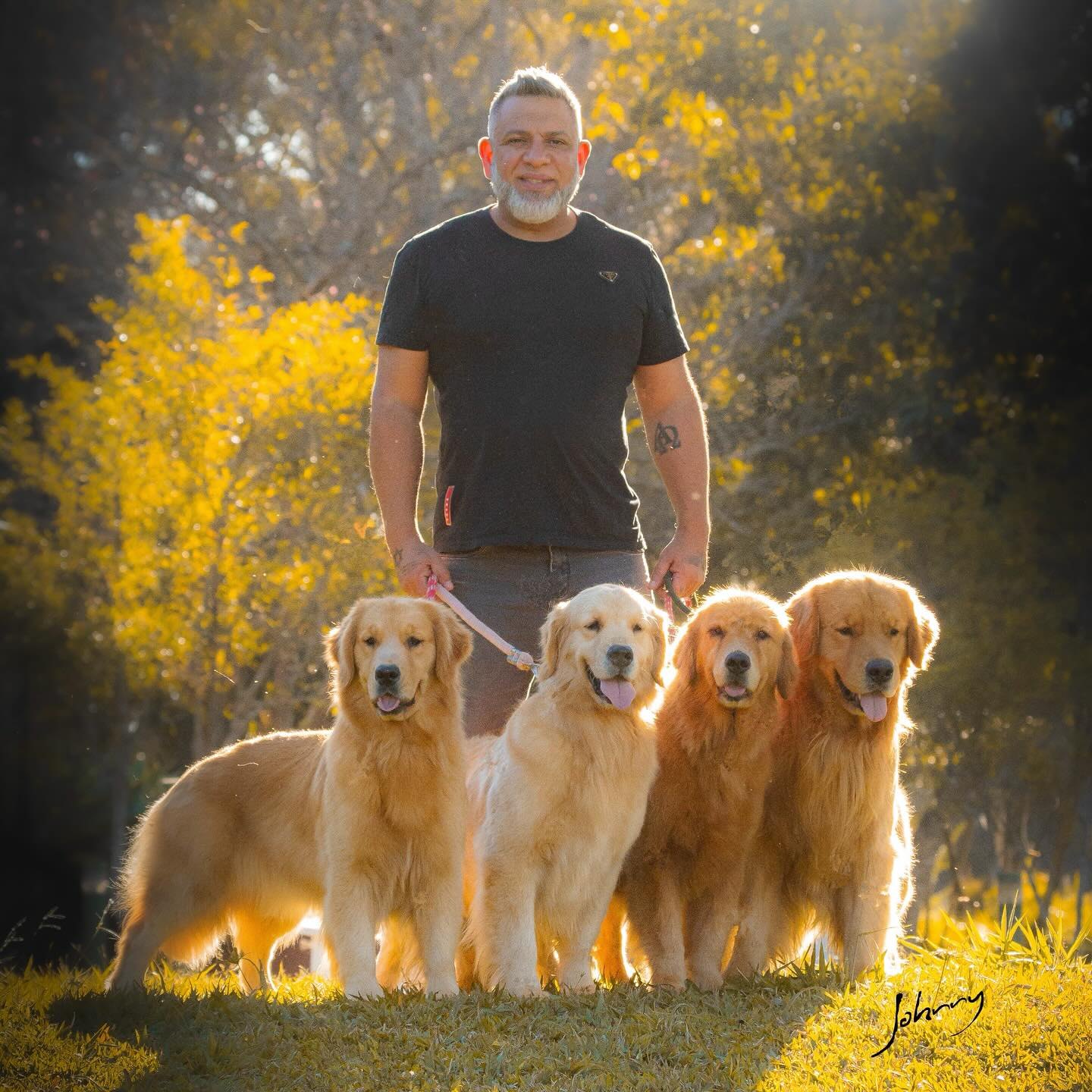 Goldens adultos
