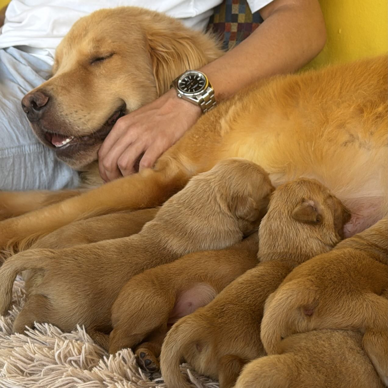 Golden Retriever com seus filhotes